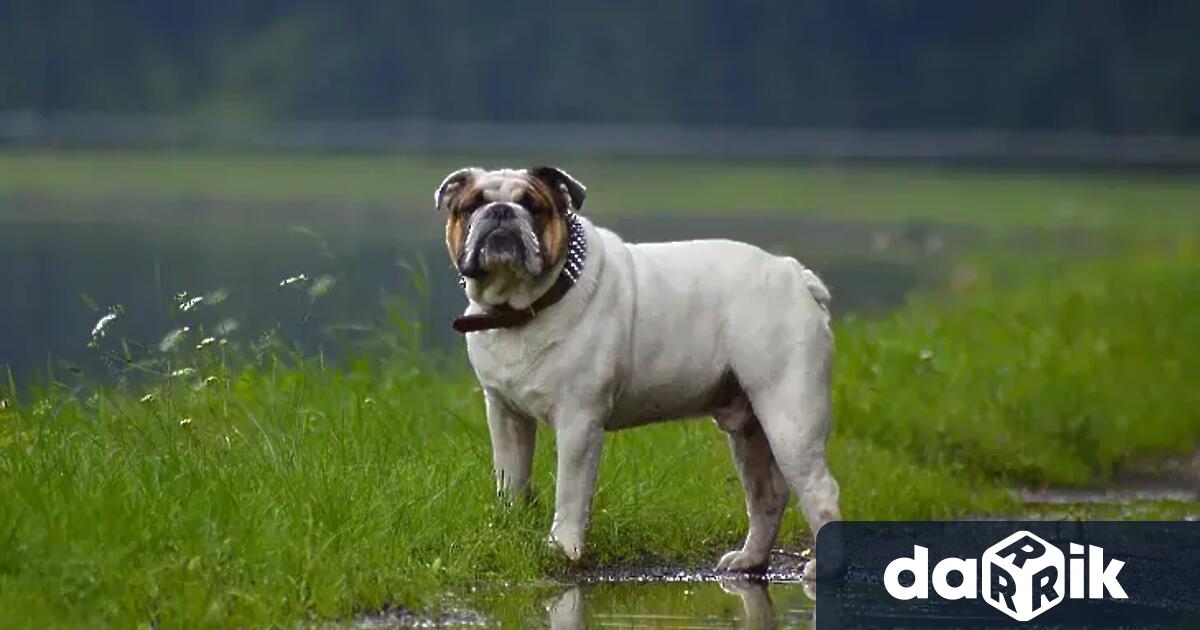 Куче изгубено от авиокомпания вече ще се възприема като обикновен