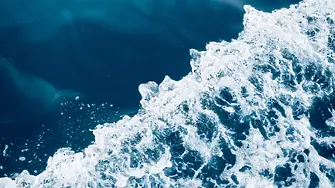 Излезе важно проучване за водораслите в Средиземноморието