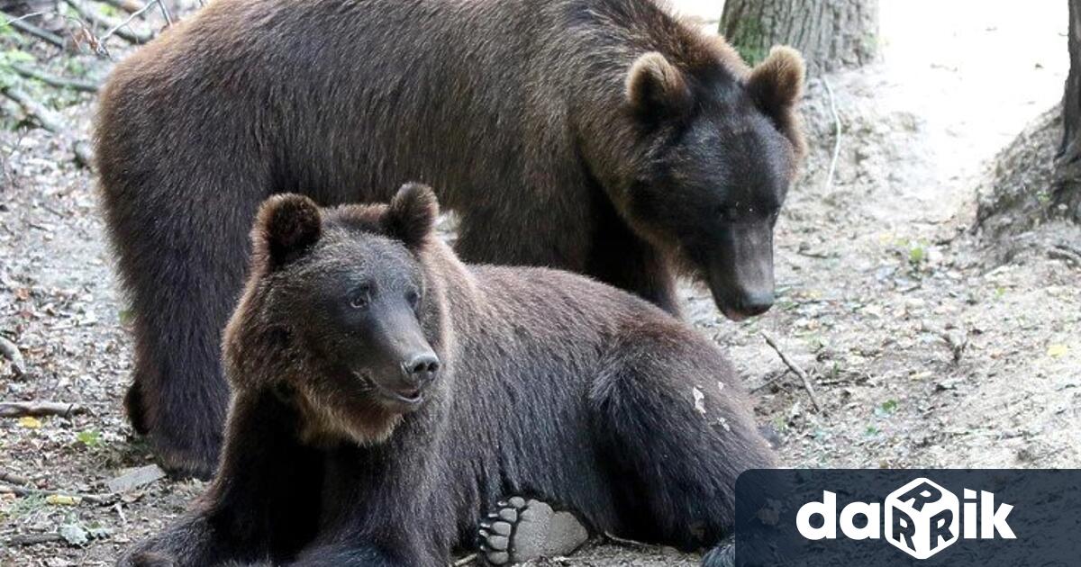 Две мечки Фрол и Фросия мечетата са изминали 40 часово