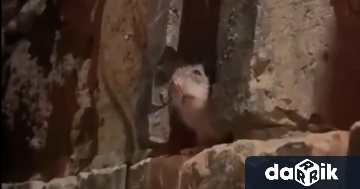 За много влюбени двойки едно от най романтичните неща е вечеря