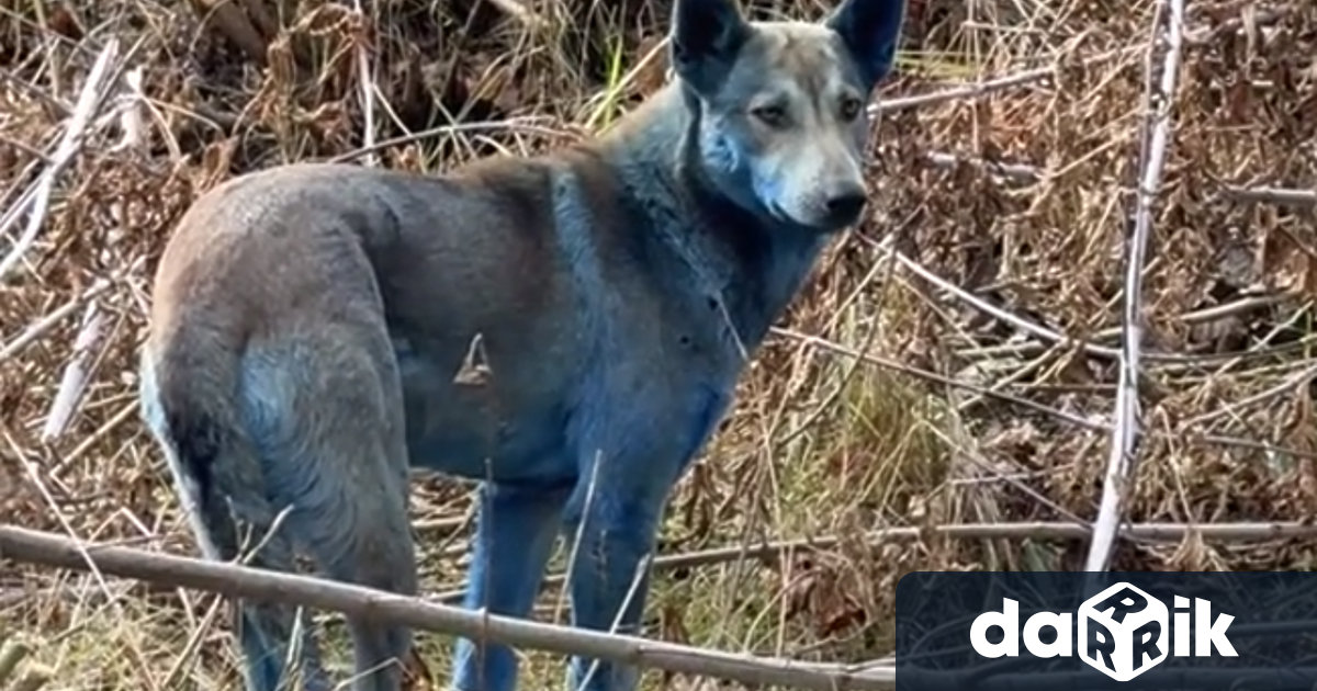 Кучета със синя козина бяха забелязани край Чернобил Това е