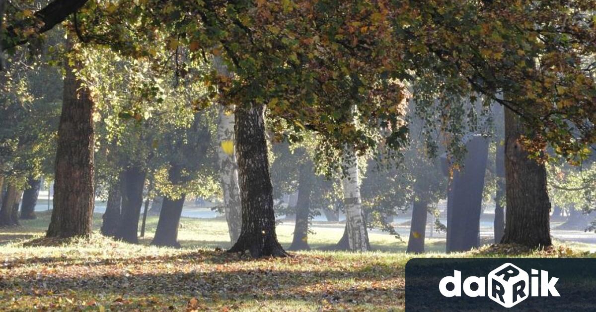 В Сливен предстои поетапна резитба накорони на тротоарните дървета по