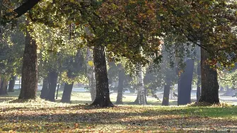 Подрязват поетапно корони на дървета по основни булеварди в Сливен