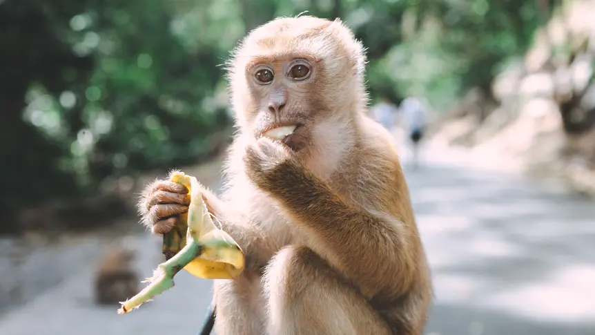 Катастрофа с камион, пълен с маймуни с COVID-19: 3 избягаха, другите са застреляни (ВИДЕО)