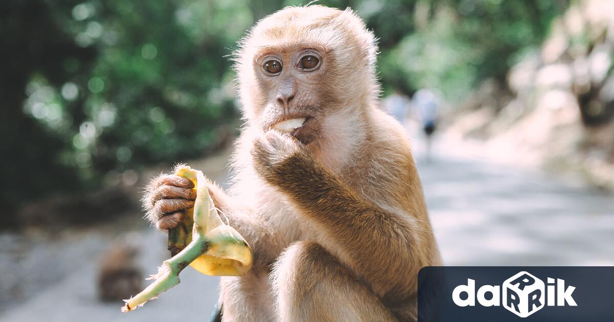 Три маймуни все още са на свобода след като камион