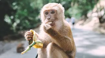 Катастрофа с камион, пълен с маймуни с COVID-19: 3 избягаха, другите са застреляни (ВИДЕО)