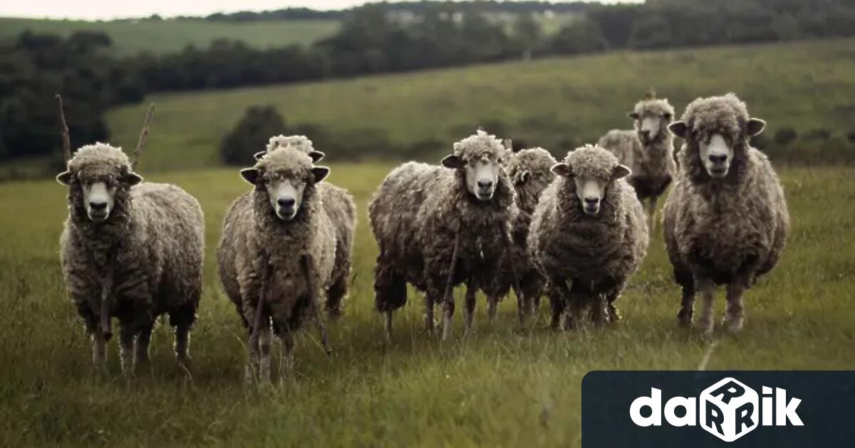 Не ваксинацията на животните а засилване на биосигурността в стопанствата