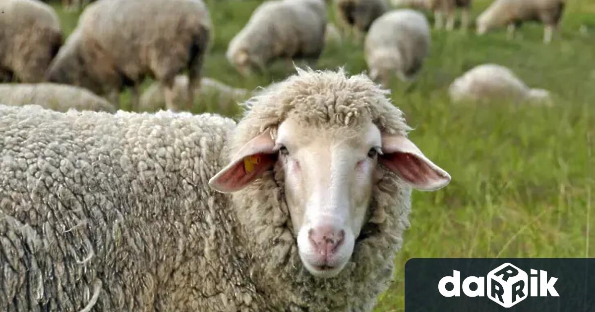 Държавата няма да прилага масова ваксинация на животните заради заболяването