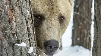 Мечките в Белица се готвят за зимен сън