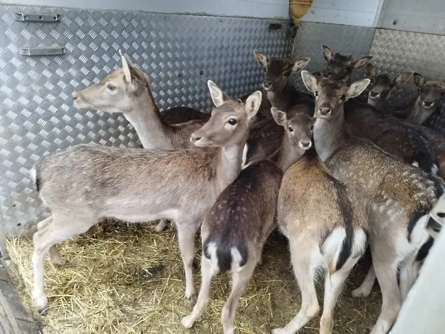 Ловно-рибарската дружина в луковитското село Дерманци е разселила 15 елена