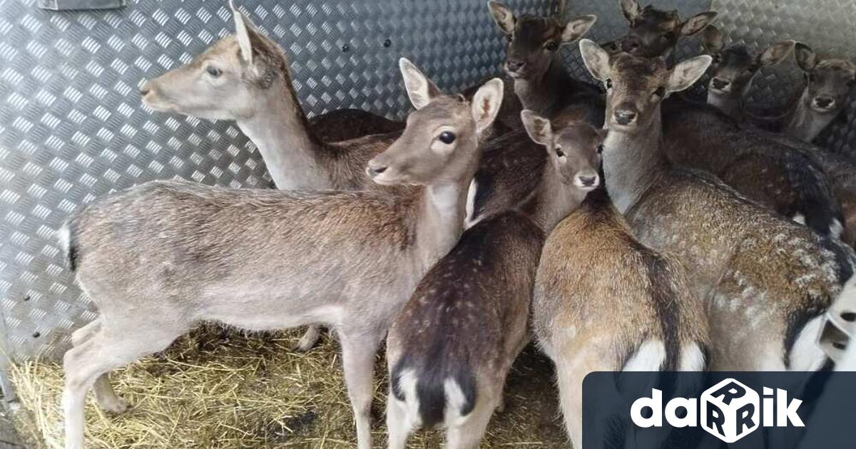 Ловно рибарската дружина в луковитското село Дерманци е разселила 15 елена