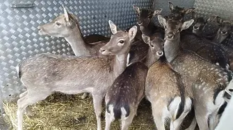 Ловно-рибарската дружина в луковитското село Дерманци е разселила 15 елена