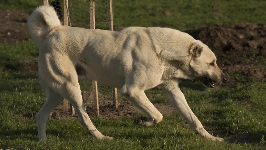 Два кангала нахапаха 91-годишен мъж