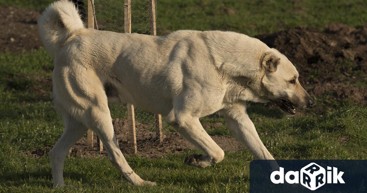 Възрастен мъж на 91 години от джебелското село Плазище е