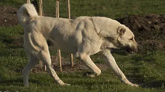 Два кангала нахапаха 91-годишен мъж