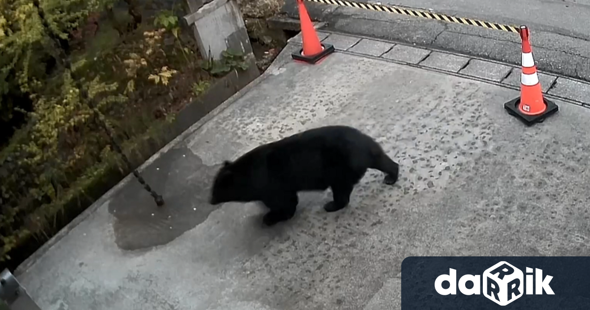 Заснеха мечка която необезпокояво се разхожда около сградата на Художествения