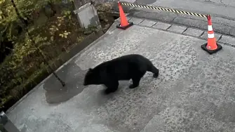 Мечка се разходи край музей