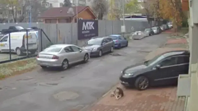 Мъж прегази куче в столичния кв. "Разсадника" и избяга