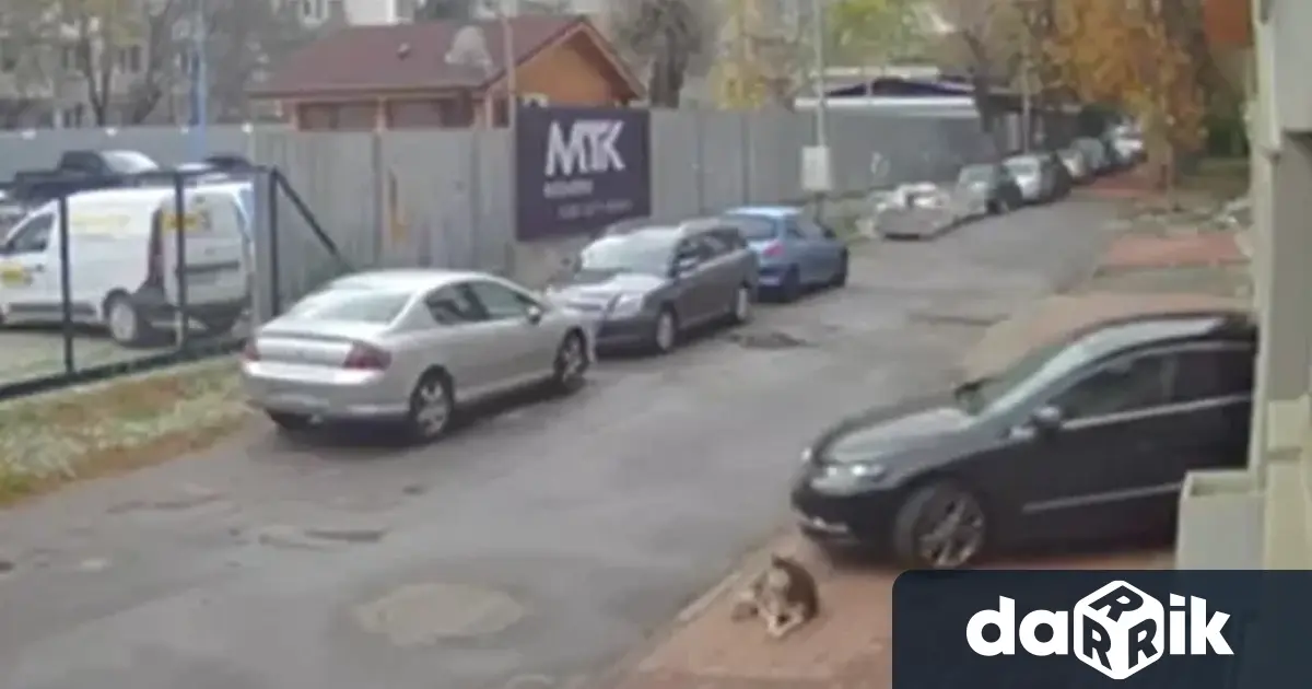 Нов случай на жестокост към куче този път в