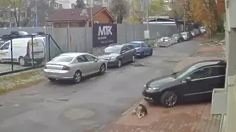 Мъж прегази куче в столичния кв. "Разсадника" и избяга