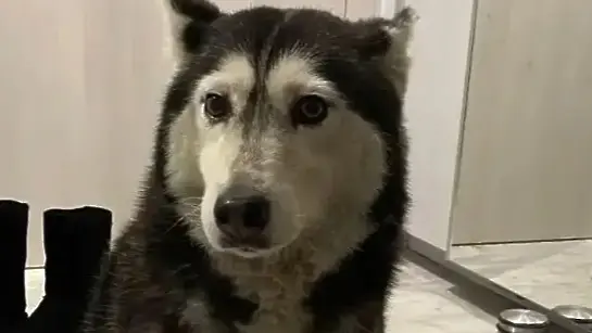 Не си поплюва: Прегазилият куче лекар има глоби за над 1600 лева!