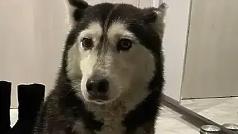 Не си поплюва: Прегазилият куче лекар има глоби за над 1600 лева!