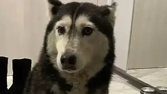 Официално - ВМА отстранява временно лекаря прегазил куче