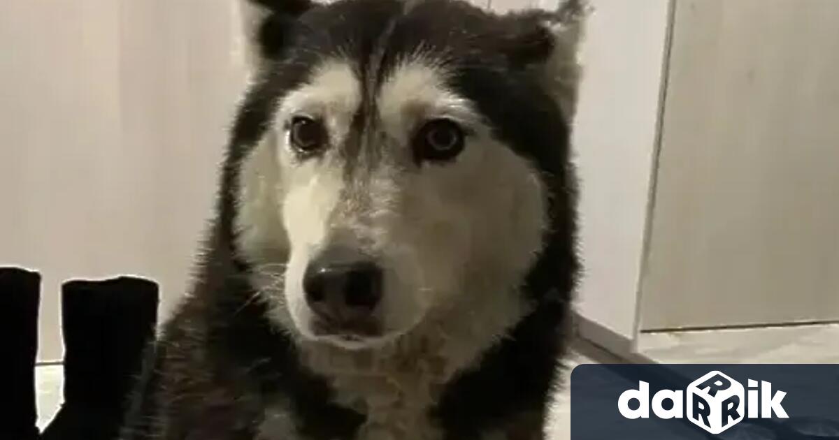 Вълната от обществено недоволство след смъртта на 14 годишното куче Мая