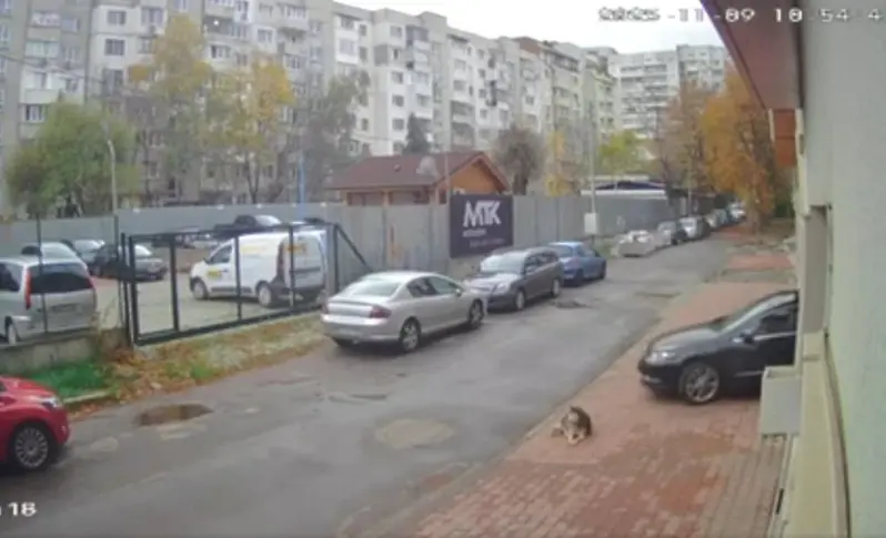 Брутално: Лекар умишлено прегази и уби куче