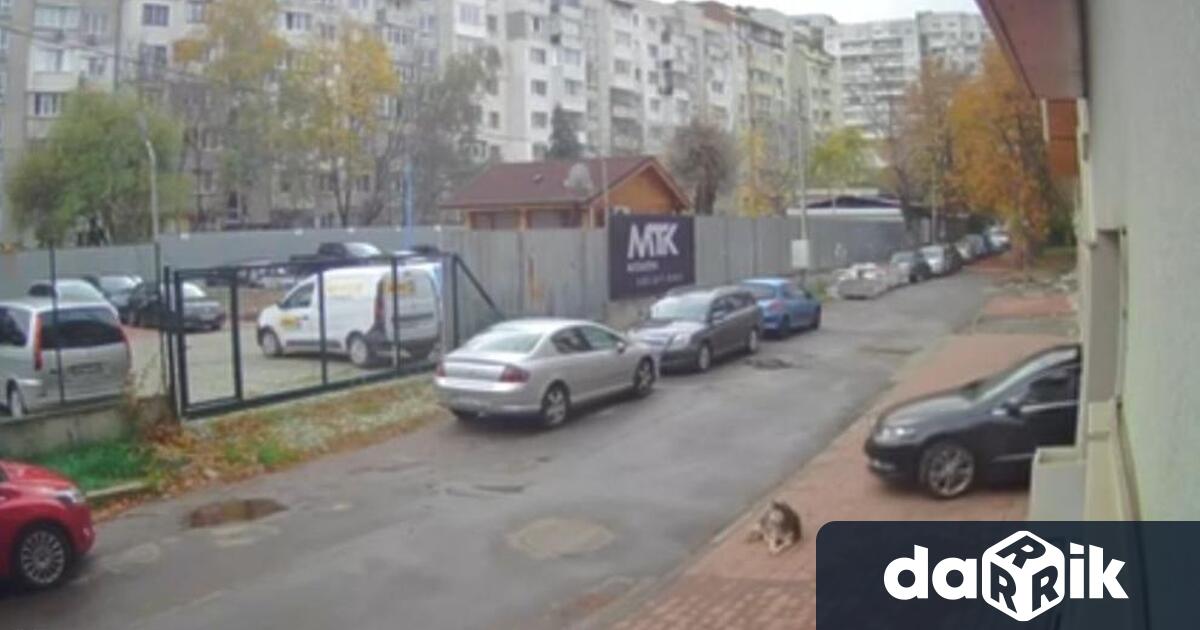 Сигнал на очевидци алармира за поредна жестокост спрямо животно Кучето Мая