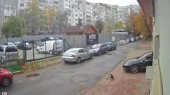 Брутално: Лекар умишлено прегази и уби куче