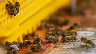 Разследват кражба на пчелни пити и пчели от землището в с. Неговановци