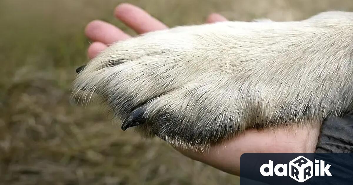 Отново жестокост над животно – този път в Ямбол Жители