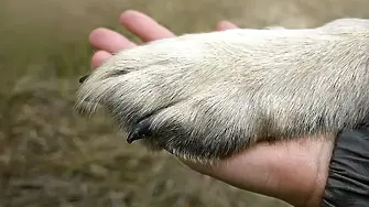 Нов случай на умишлено прегазено куче с кола