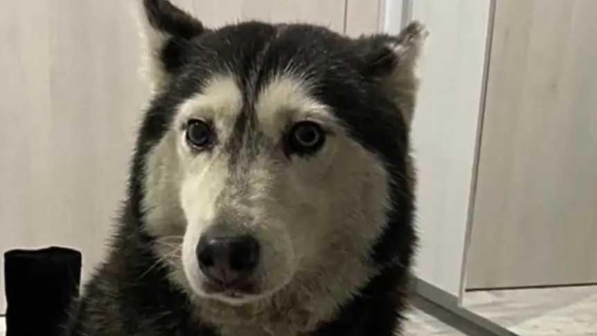 Мъжът, грижил се за прегазеното от лекар куче: Не знаех как да обясня на сина си, че вече не може да си играят