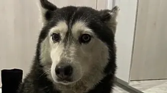 Мъжът, грижил се за прегазеното от лекар куче: Не знаех как да обясня на сина си, че вече не може да си играят