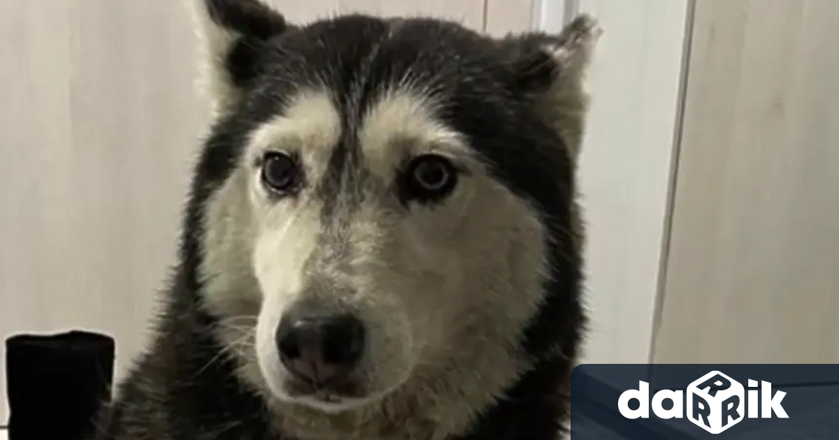 Млад мъж прегази куче което спи на улицата и избяга