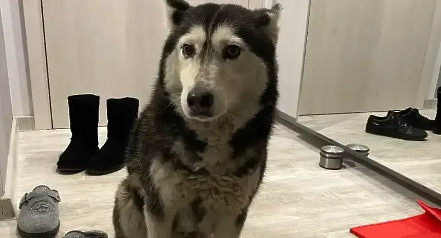 Прегазеното куче Мая е останало живо след инцидента, впоследствие е евтаназирано