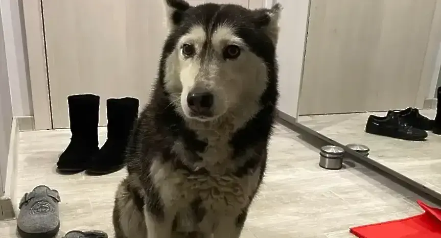 Повдигнаха обвинение на доктора, заподозрян в прегазването на кучето Мая