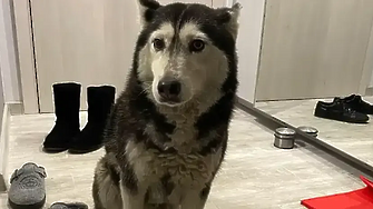 Повдигнаха обвинение на доктора, заподозрян в прегазването на кучето Мая