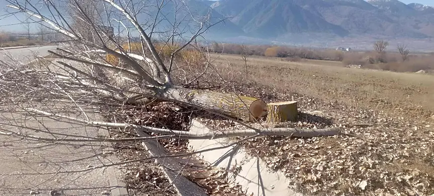 Вандали са отрязали ветрозащитни тополи по пътя към хижа „Яворов“