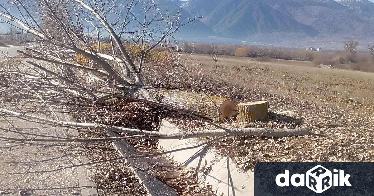 Неизвестни извършители са отрязали редица тополи засадени като ветрозащитен пояс
