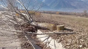 Вандали са отрязали ветрозащитни тополи по пътя към хижа „Яворов“