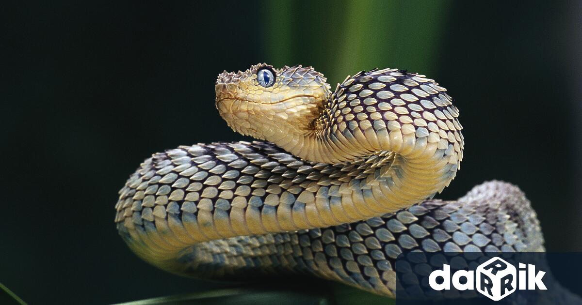 Окръжната прокуратуравъвВелико Търново разследва сигналза незаконноотглежданеот мъж на 200отровни влечугиот