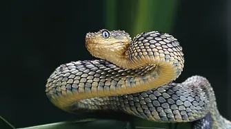 Разследват мъж, отглеждал 200 отровни змии у нас незаконно