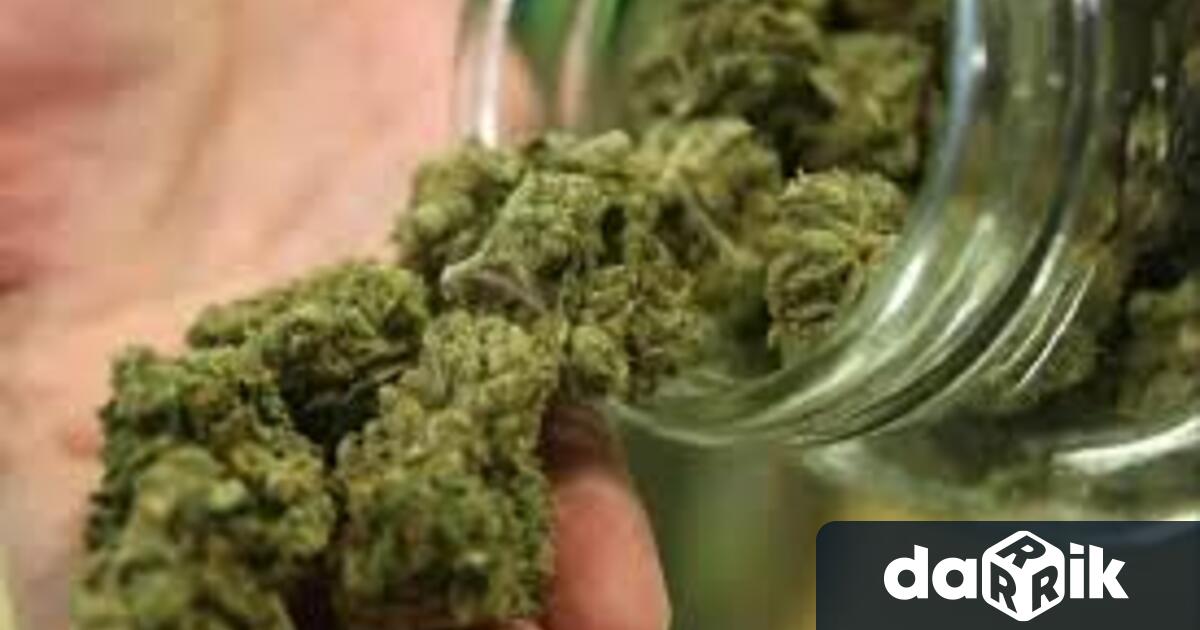 43 39 грама сух канабис са иззели вчера видинските криминалисти при