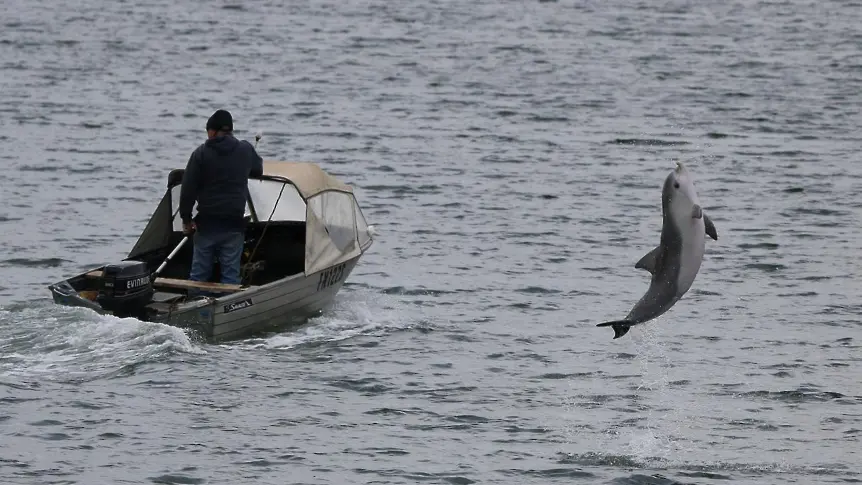  Делфинът Мимо подлуди Венеция 
