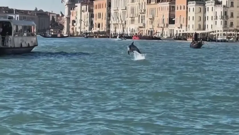 Делфинът Мимо подлуди Венеция