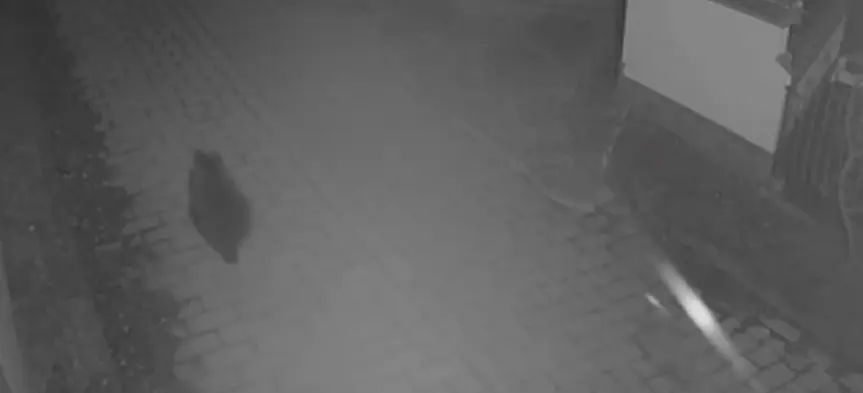 Мечка тича по улиците на Карлово