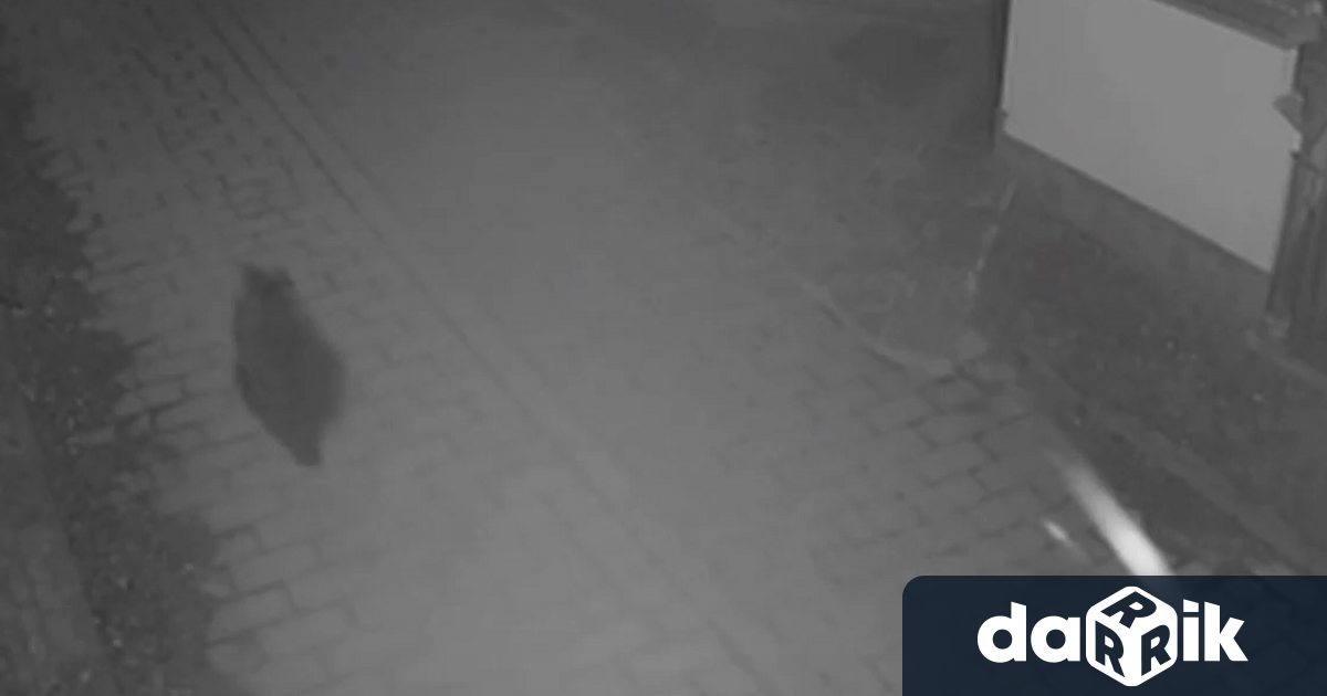 Мечка тича по улиците на Карлово Животното е слязло до